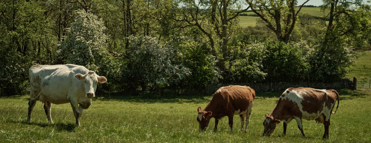 Cattle grazing on James Robinson's farm in Cumbria. Photo credit: Duncan Elliott