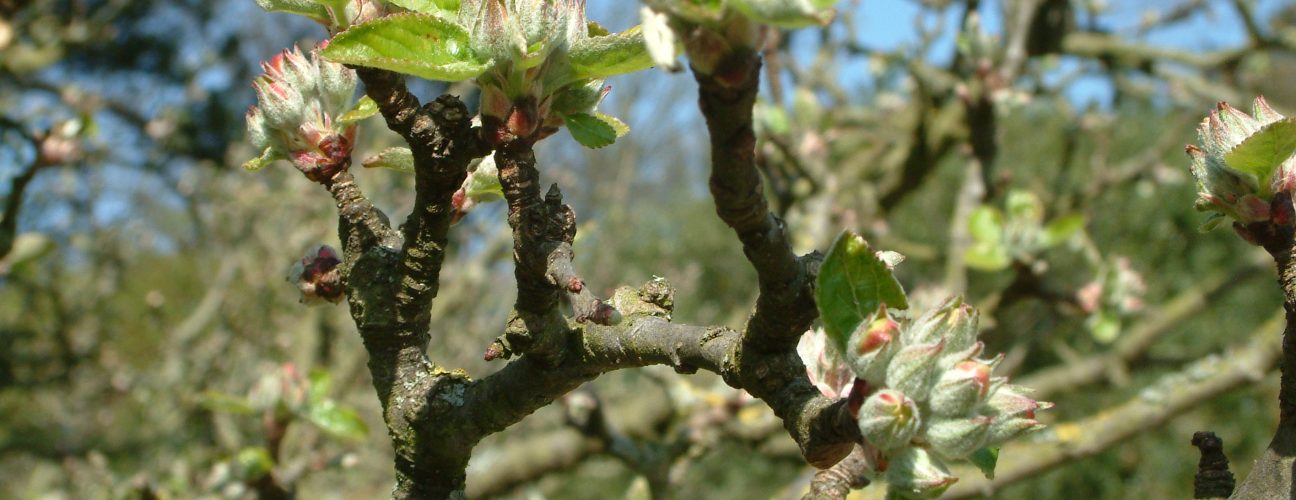 Apple tree in orchard