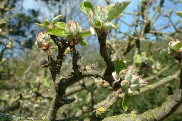 Apple tree in orchard