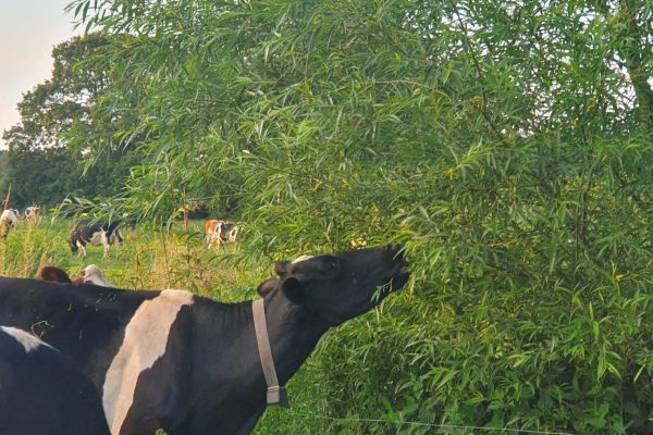 Browsing. Photo courtesy of Tim Downes Browsing. Photo courtesy of Tim Downes