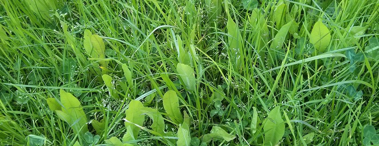 Diverse sward. Riverford. Photo credit: ORC Diverse sward. Riverford. Photo credit: ORC