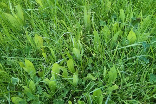 Diverse sward. Riverford. Photo credit: ORC Diverse sward. Riverford. Photo credit: ORC