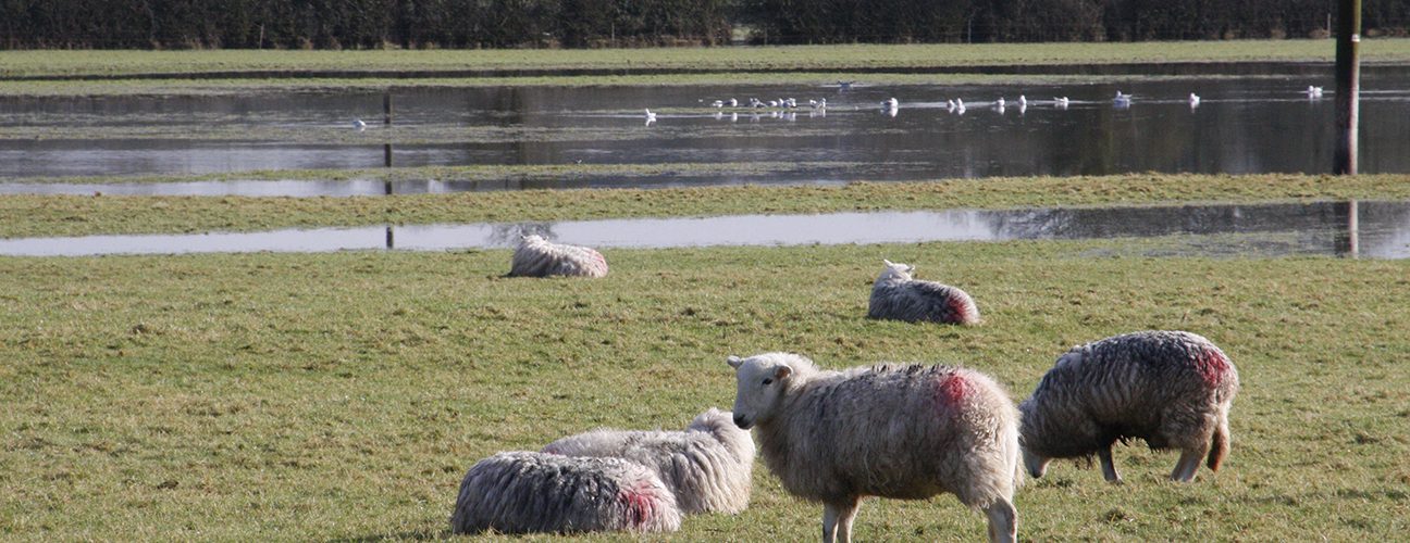 Flooding and sheep, Dorset. Photo Phil Sumption Flooding and sheep, Dorset. Photo Phil Sumption