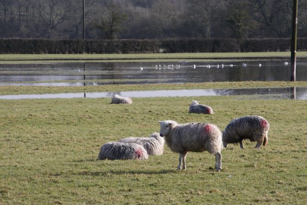 Flooding and sheep, Dorset. Photo Phil Sumption Flooding and sheep, Dorset. Photo Phil Sumption
