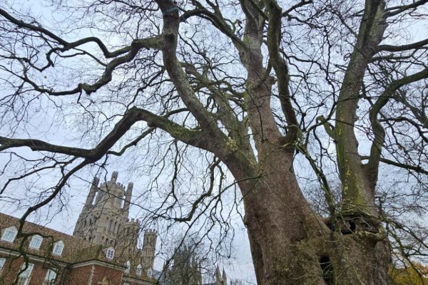 Great-London-Plane-of-Ely. Credit: ATF Great-London-Plane-of-Ely. Credit: ATF