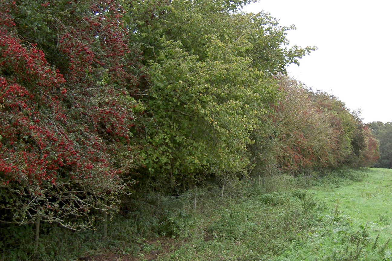 Mature hedge with berries in autumn