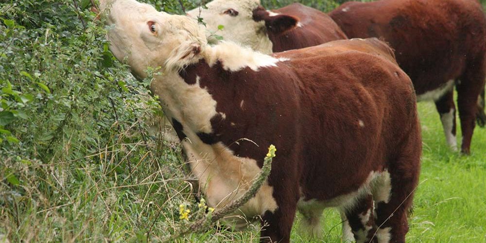 Hereford cattle browsing. Photo credit Lindsay Whistance Hereford cattle browsing. Photo credit Lindsay Whistance