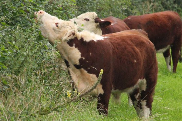 Hereford cattle browsing. Photo credit Lindsay Whistance Hereford cattle browsing. Photo credit Lindsay Whistance