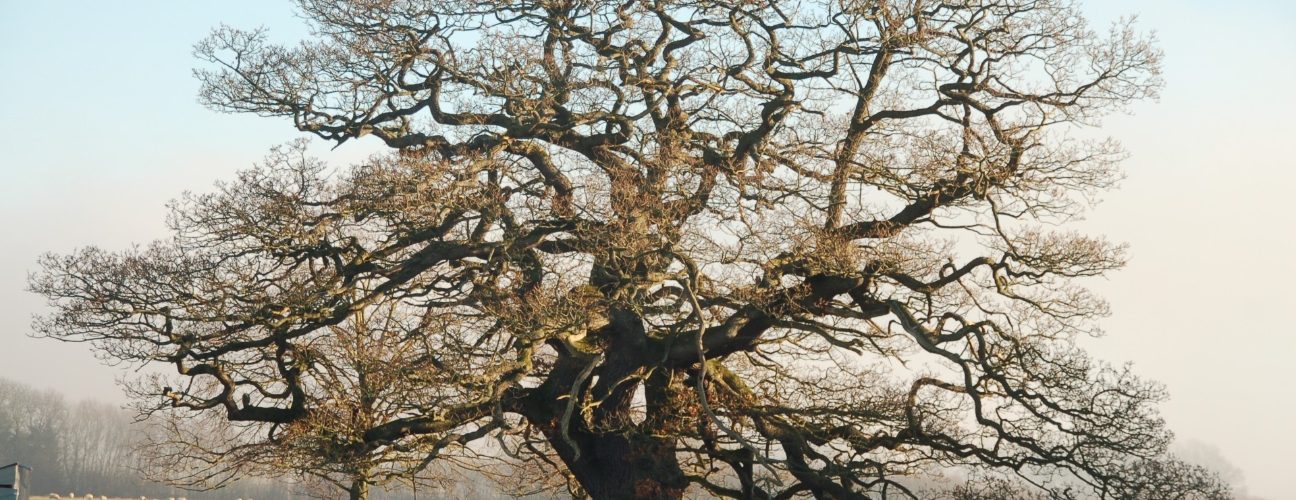 Oak tree. Photo credit Janie Caldbeck Oak tree. Photo credit Janie Caldbeck