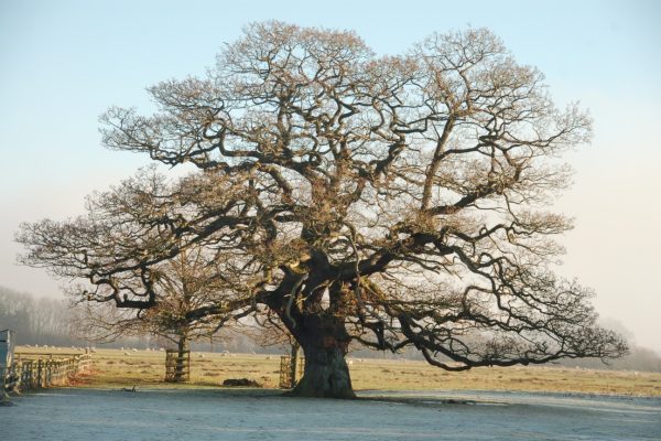 Oak tree. Photo credit Janie Caldbeck Oak tree. Photo credit Janie Caldbeck