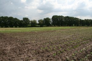 Peat_moor_horticulture Peat_moor_horticulture