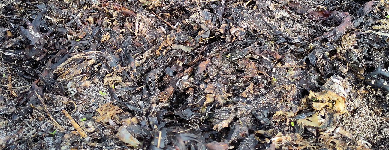 Seaweed_Photo_Jonathan_Smith