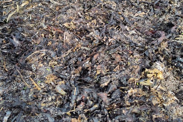 Seaweed_Photo_Jonathan_Smith Seaweed_Photo_Jonathan_Smith