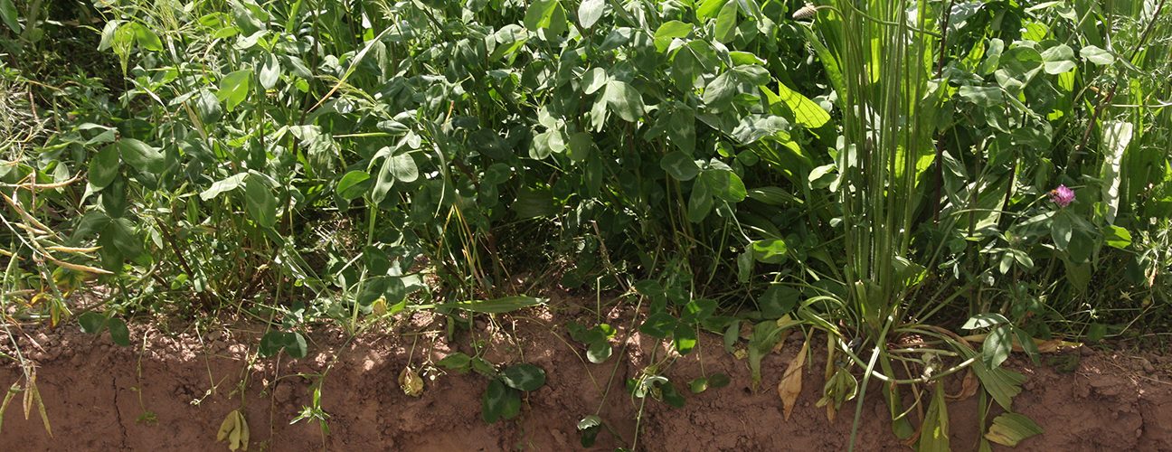 Soil and clover intercrop Soil and clover intercrop