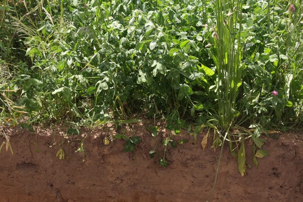 Soil and clover intercrop Soil and clover intercrop