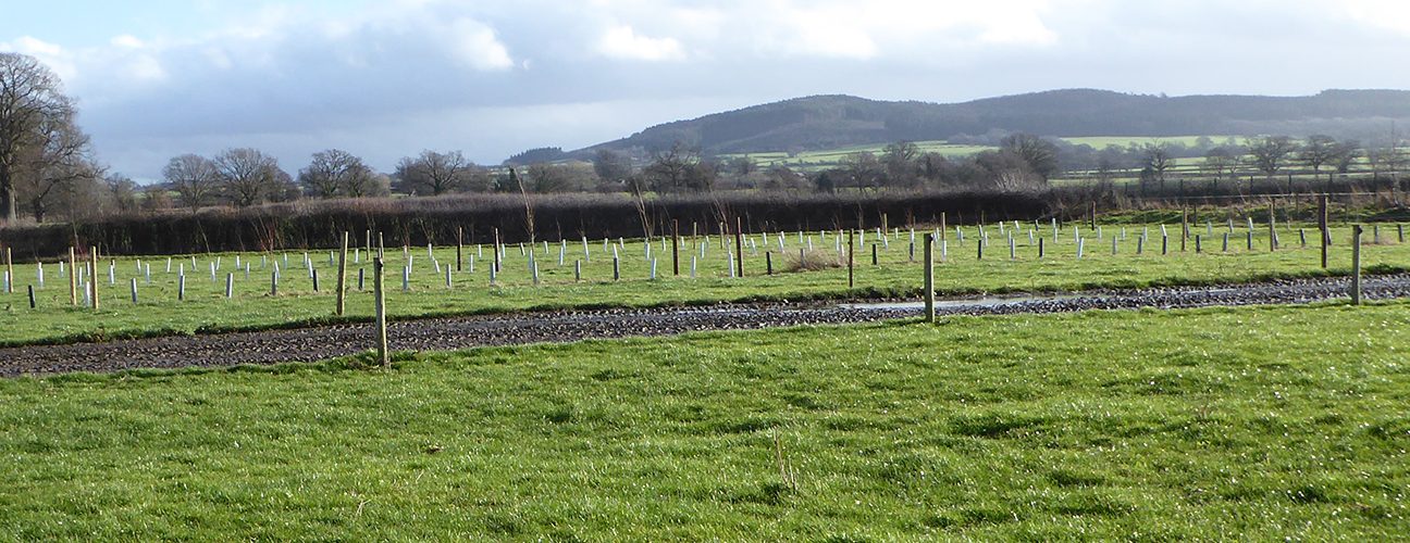 Tim Downes silvopasture. Photo credit: ORC