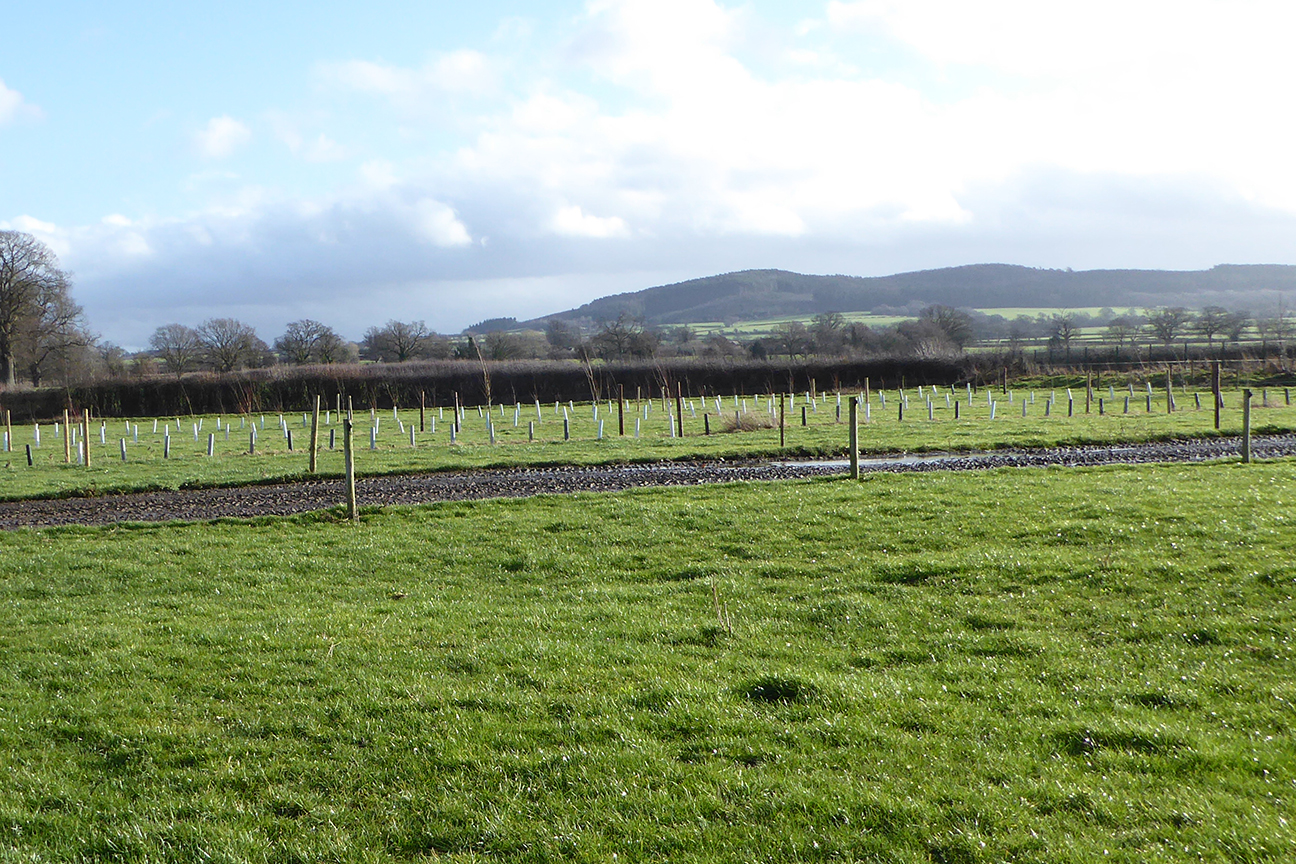 Silvopasture planting on Tim Downes' farm in Shropshire. Photo: ORC