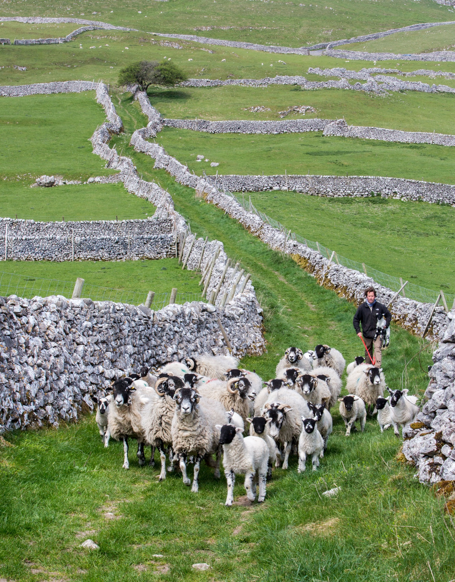 A flock of sheep between two drystone walls