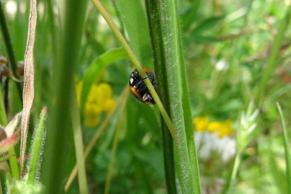 Ladybird