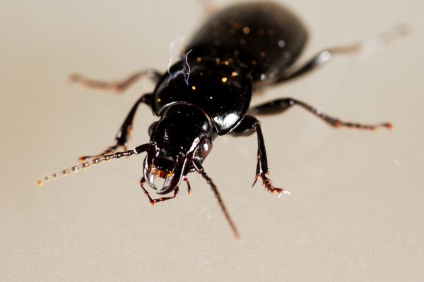 Carabid, beetle, Pterostichus, ground Carabid, beetle, Pterostichus, ground